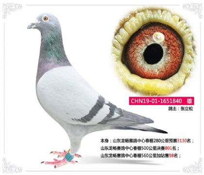 山東龍暢賽鴿中心春棚560公里加站賽98名 雄