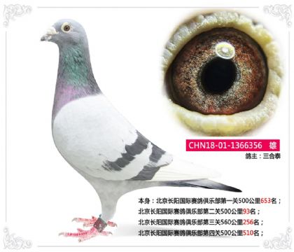 北京長陽國際賽鴿俱樂部第二關(guān)500公里93名 雄