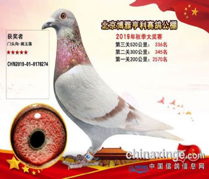 北京博雅亨利賽鴿公棚520公里決賽336名 雌