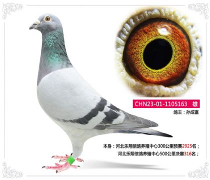 河北樂翔信鴿養(yǎng)殖中心500公里決賽316名 雄