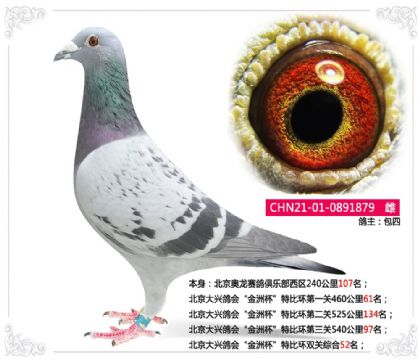 北京大興鴿會(huì)“金洲杯”特比環(huán)雙關(guān)綜合52名 雌