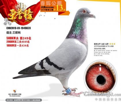 京東燕郊春輝賽鴿公棚500公里249名 雌