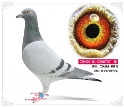 二民鴿業(yè)-秦希民707 雌