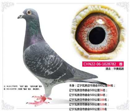 遼寧瓦房店市鴿會(huì)500公里36名 雌