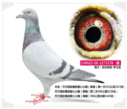 開爾國際賽鴿愛心公棚(春棚)506公里決賽1448名 雌