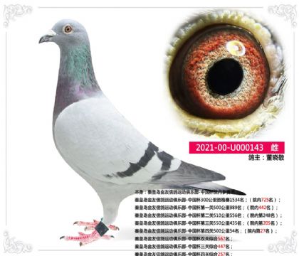 秦皇島金友信鴿運(yùn)動(dòng)俱樂部-中國杯四關(guān)綜合257名 雌