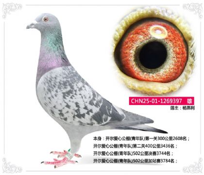 開爾愛心公棚(青年隊(duì))502公里決賽3744名 雄