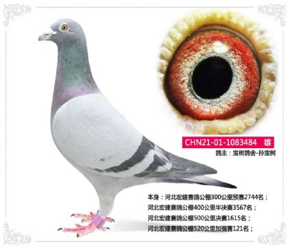 河北宏建賽鴿公棚520公里加強(qiáng)賽121名 雄
