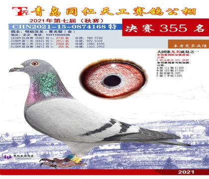青島同仁天工賽鴿公棚510公里決賽355名 雄
