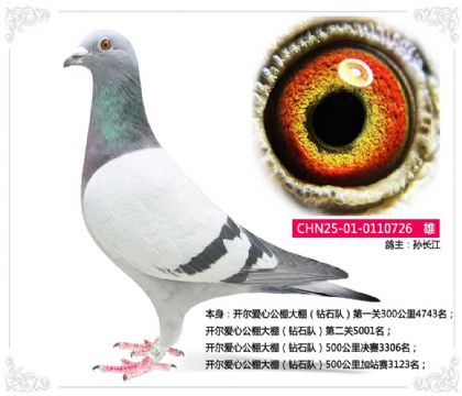 開爾愛心公棚大棚(鉆石隊(duì))500公里決賽3306名 雄