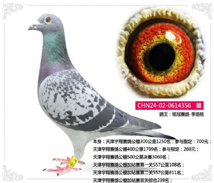 天津宇翔賽鴿公棚加站賽雙關(guān)綜合239名 雄