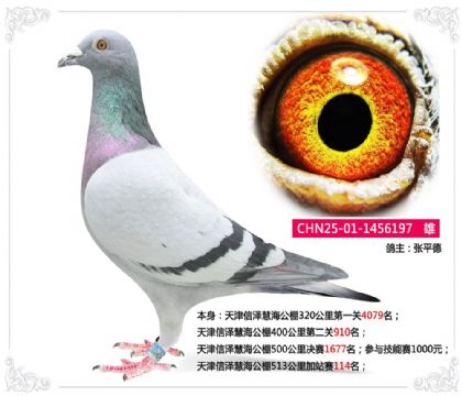 張平德--天津信澤慧海公棚513公里加站賽114名 雄