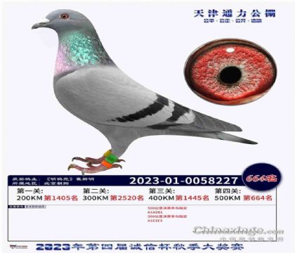 天津通力賽鴿公棚500公里決賽66名 雌