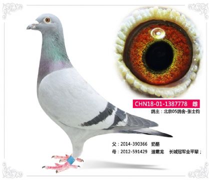 北京05鴿舍-張士鈞---奶酪X速霸龍778 雌