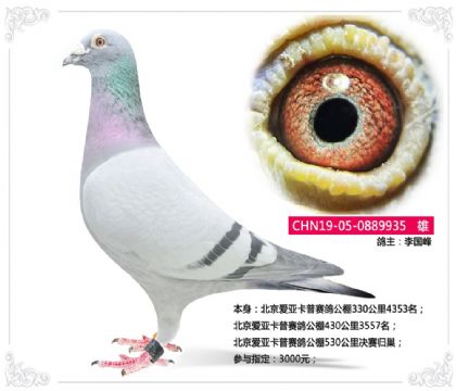 北京愛亞卡普賽鴿公棚530公里決賽歸巢 雄