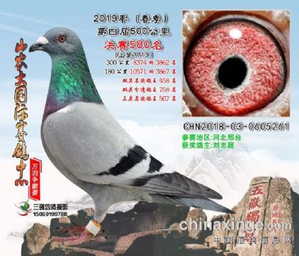 山農(nóng)大國際賽鴿中心500公里決賽580名 雄
