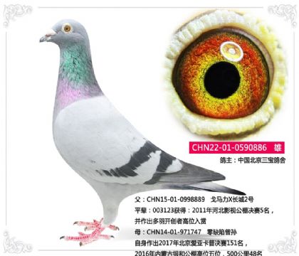 中國北京三寶鴿舍---戈馬力X長城2號(hào)886 雄