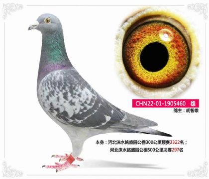 河北淶水銘盛園公棚500公里決賽297名 雄