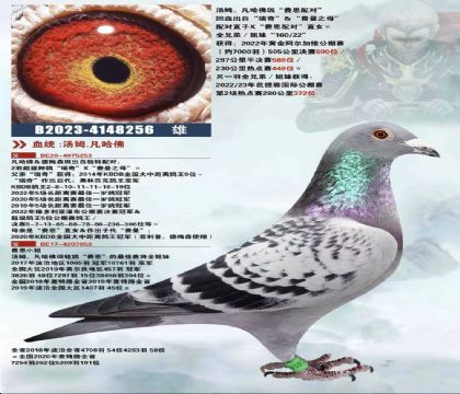 湯姆.凡哈佛256 雄