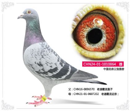 中國北京三寶鴿舍---老速霸龍864 雌