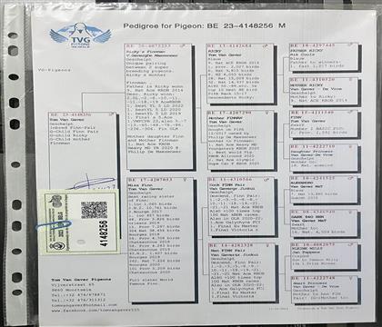 原版血統(tǒng)書(shū)隨鴿發(fā)送