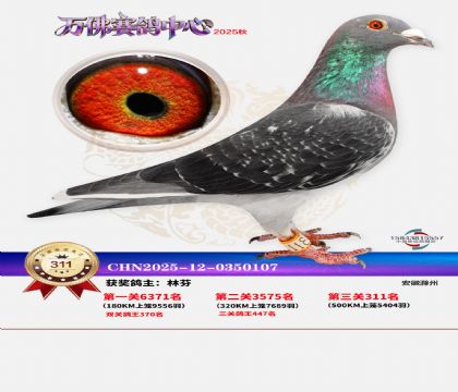 �����f��Qِ311��