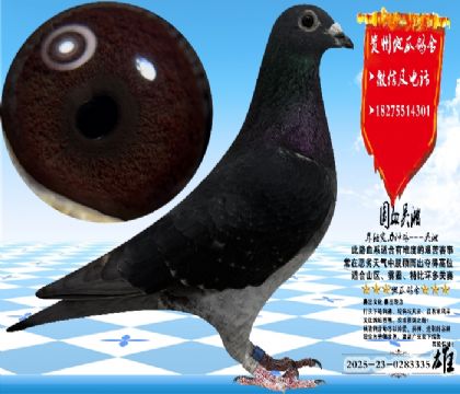 ��Ѫ�������N