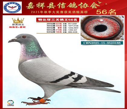 �ر����P(gu��n)����56��