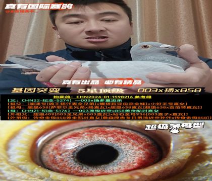 ������ͻ׃��003x�Px��ĸ858