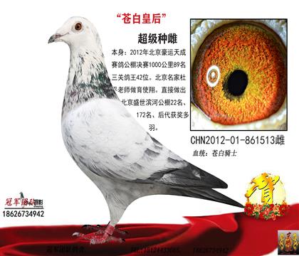 ĸ��һ�԰׻ʺ�