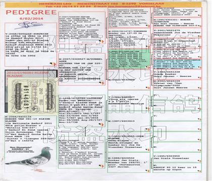 原始血統(tǒng)書