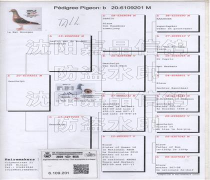原始血統(tǒng)書