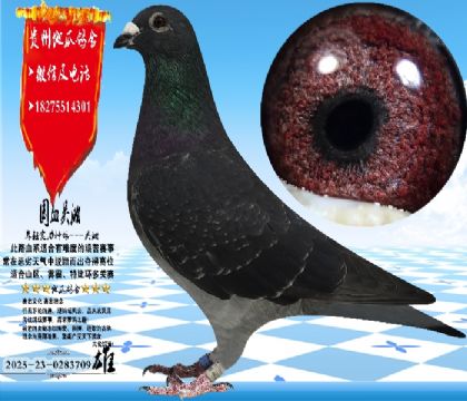 ��Ѫ��������