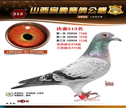 ɽ����i�Qِ213��