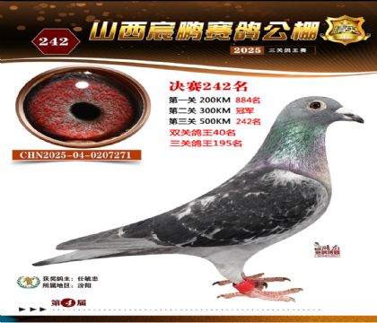 ɽ����i�Qِ242��