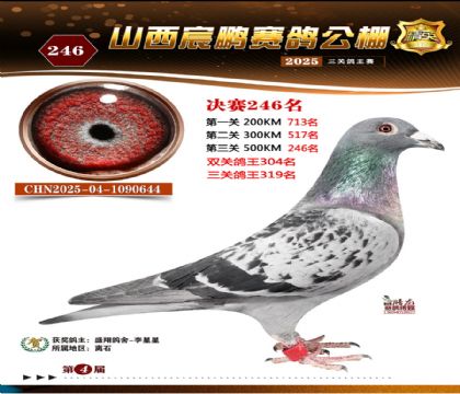 ɽ����i�Qِ246��