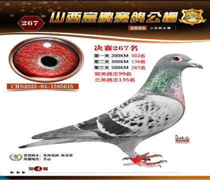 ɽ����i�Qِ267��