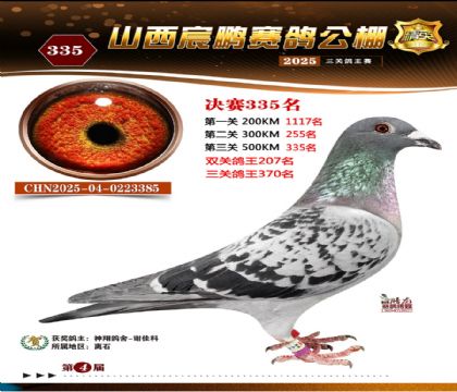 ɽ����i�Qِ335��