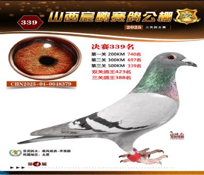 ɽ����i�Qِ339��