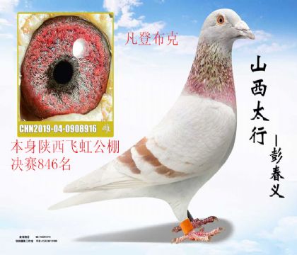 �����ɺ����846�����ǲ���