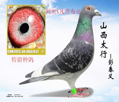 �����ָ뷲�ǲ���X����