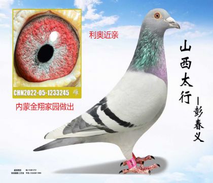 ���ɽ����԰�������½���