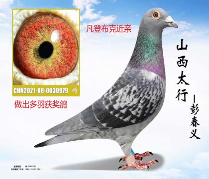 ���ǲ��˳�ʮ�����