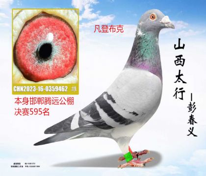 ������Զ�������595�����ǲ���