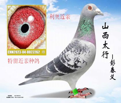 �����ָ����½���