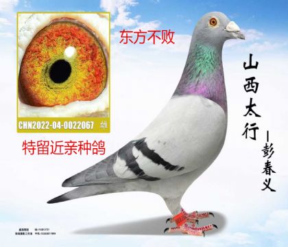 �������������ָ�