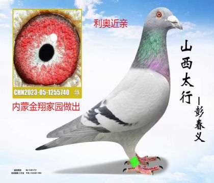 ���ɽ����԰�������½���