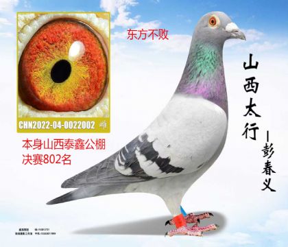 ɽ��̩�ι������802����������