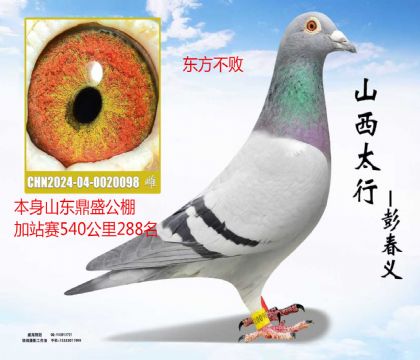 ɽ����ʢ��վ��540����288����������