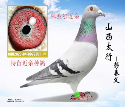 �ֲ������ؽ���